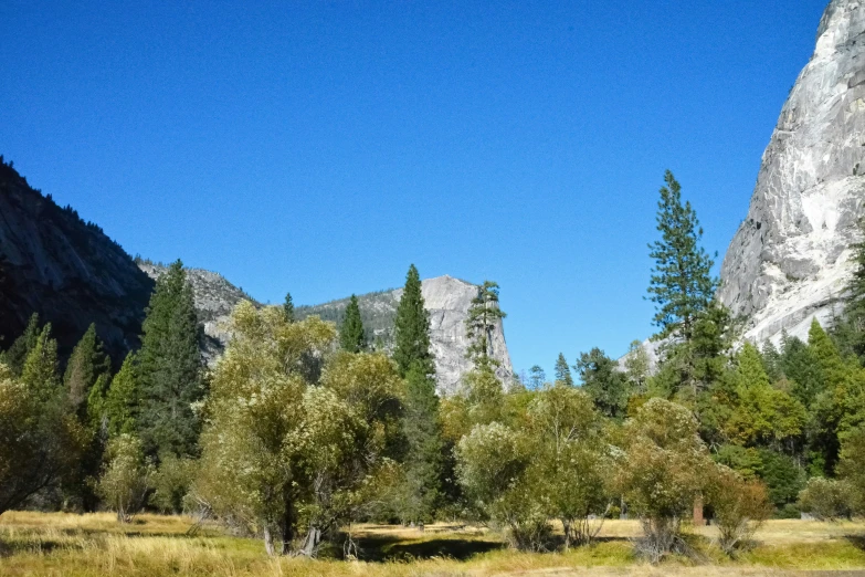 trees in an alpine area with mountains in the background