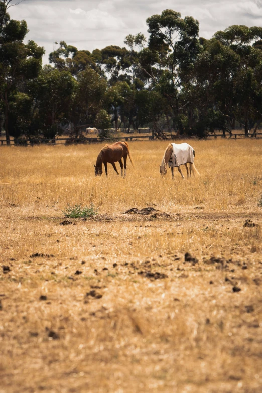 two horses standing in a field eating grass