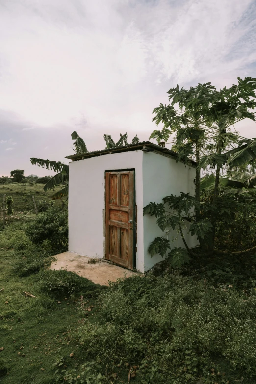 small house outbuilding with large tree nches in field