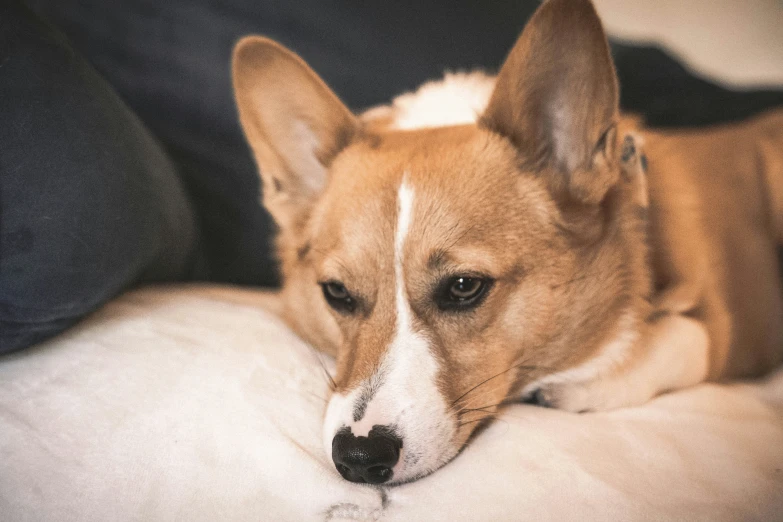 a close up of a dog laying on a person