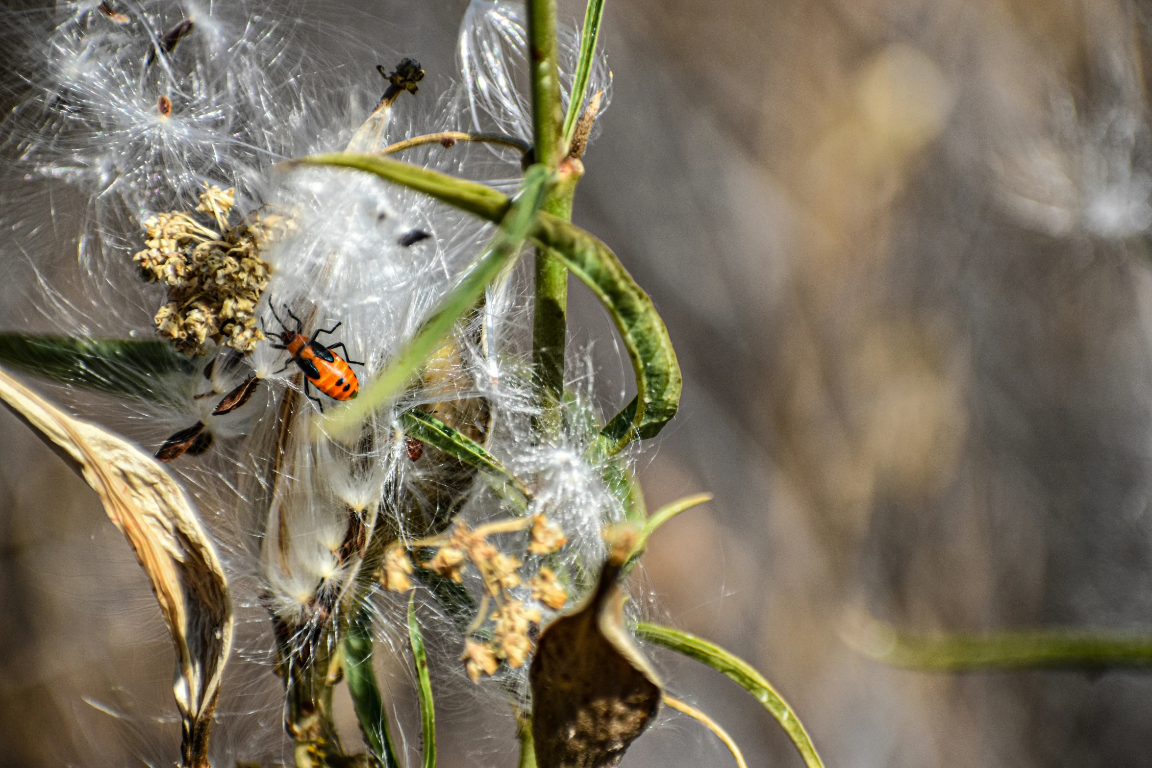 a couple of bugs on top of a grass plant