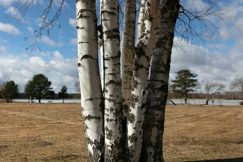 two trunks of trees stand next to each other in the grass