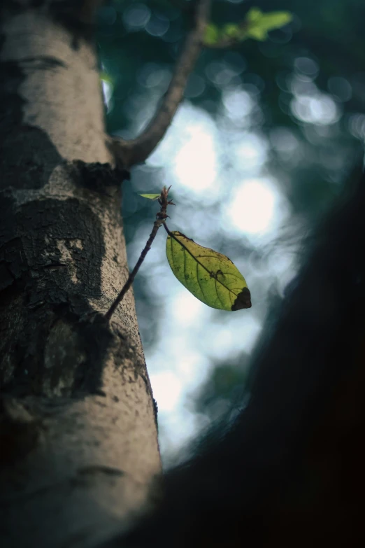 a green leaf rests on the bark of a tree