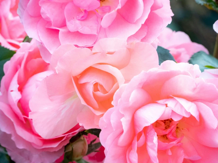 several pink roses with leaves on a tree