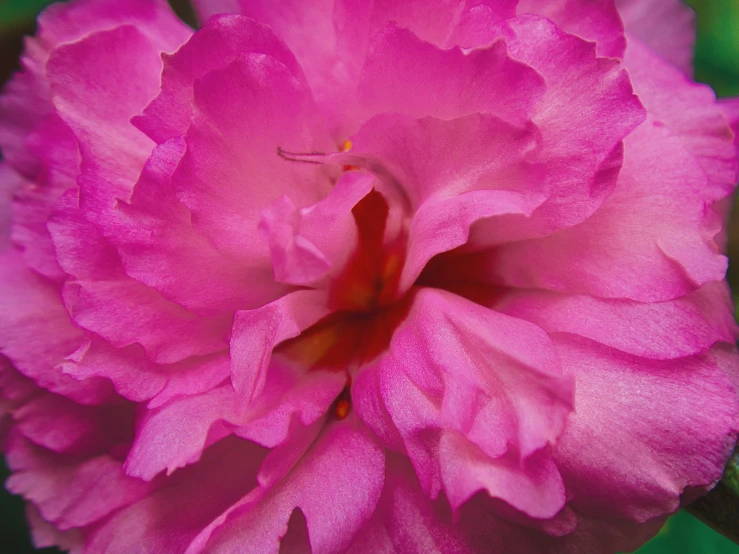 the large flower is pink and has red stamens