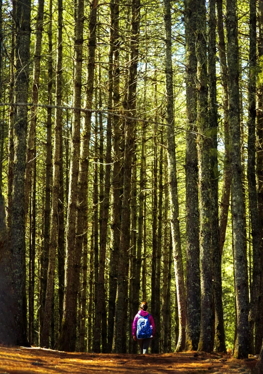 a man standing on a forest path between two pine trees