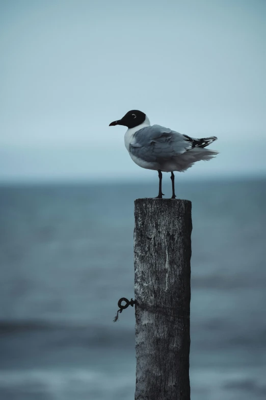 a small bird perched on top of a wooden post