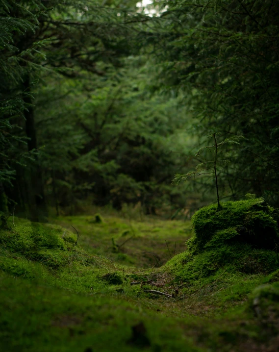 the ground is covered with grass and trees