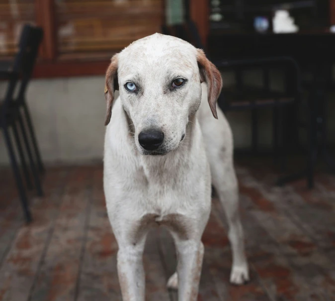 a white dog standing on a wooden floor next to a table