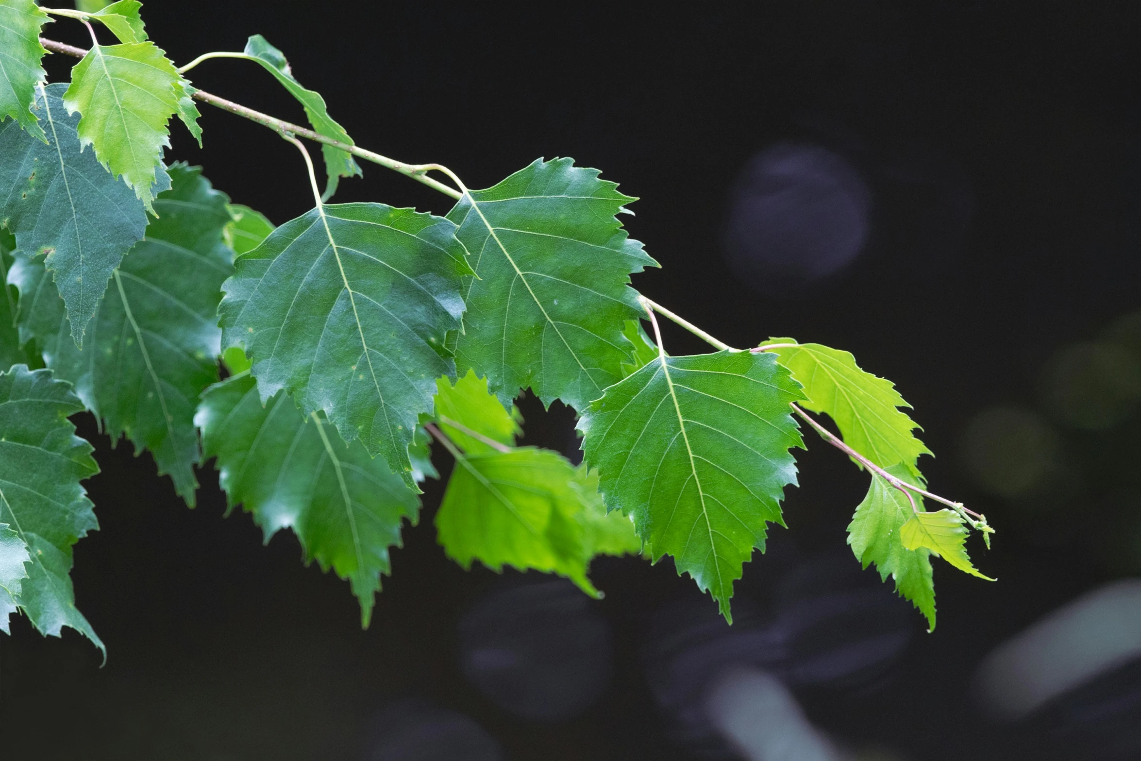 the green leaves of an oak tree