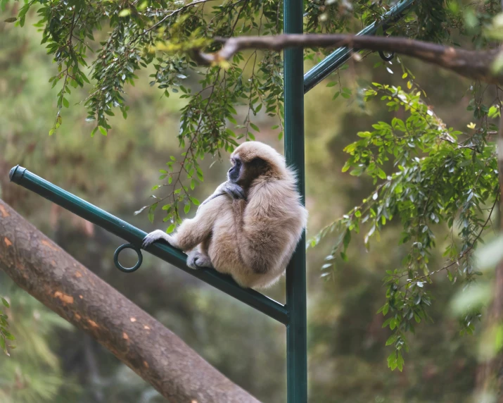 a monkey is sitting on the post near a tree