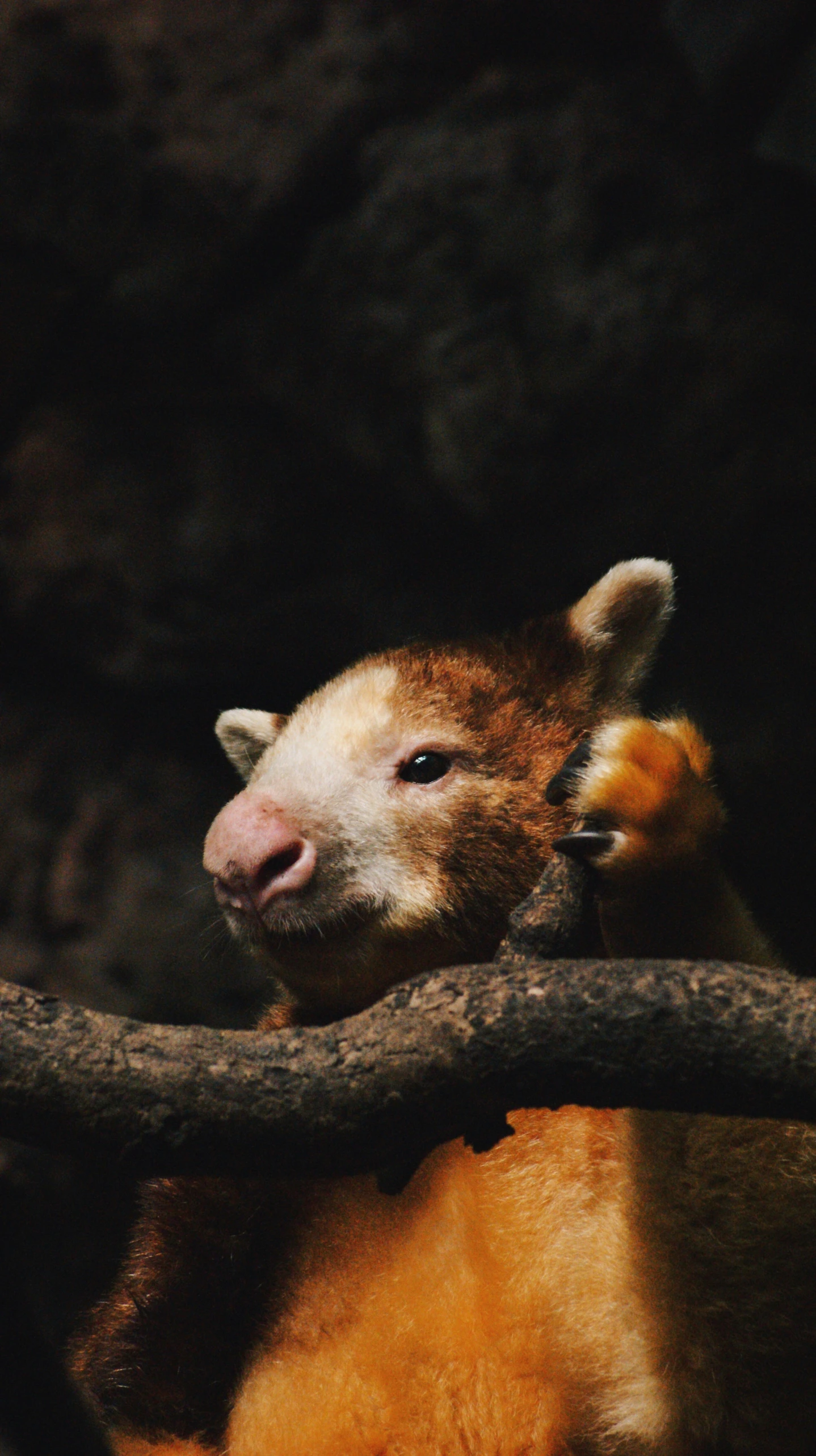 a cute little animal sitting on top of a tree nch