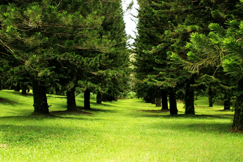 an area of green grass, trees and sky in the background