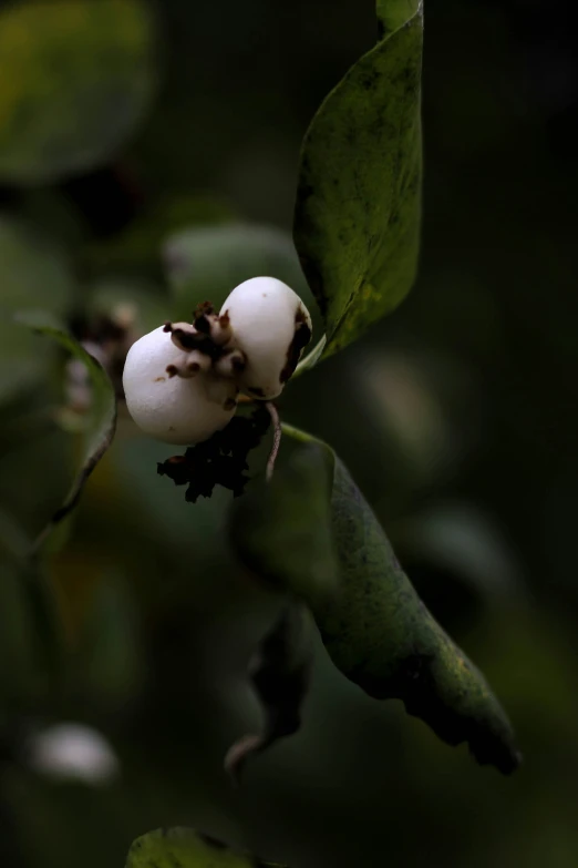 a white and black plant with green leaves