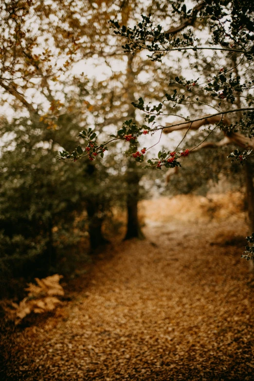 the forest has trees with small leaves in it