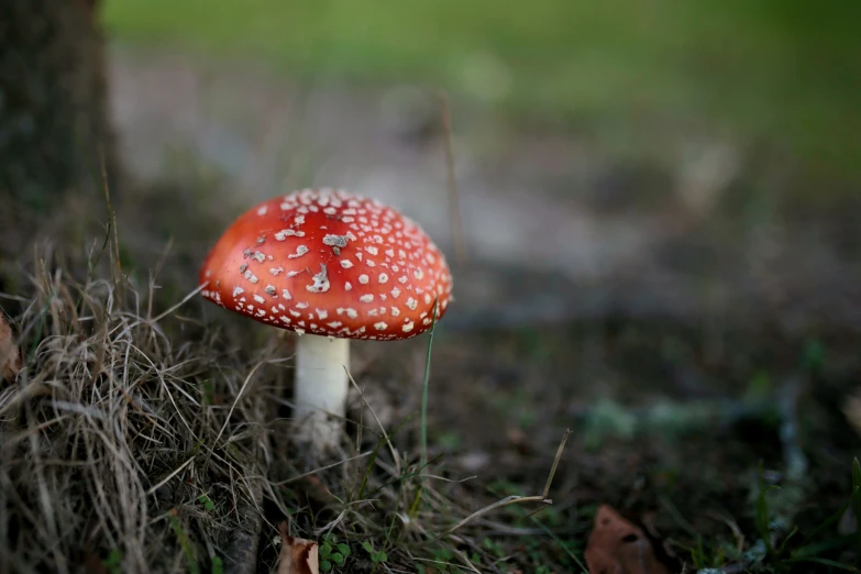 a small red mushroom in a mossy area