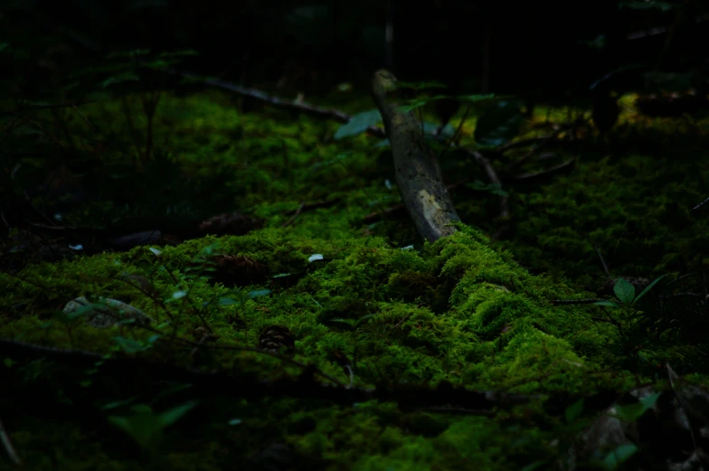 a close up of green moss in a forest