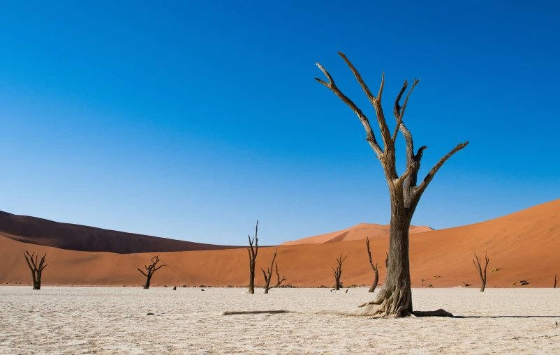 an empty dry landscape with barren trees in the desert