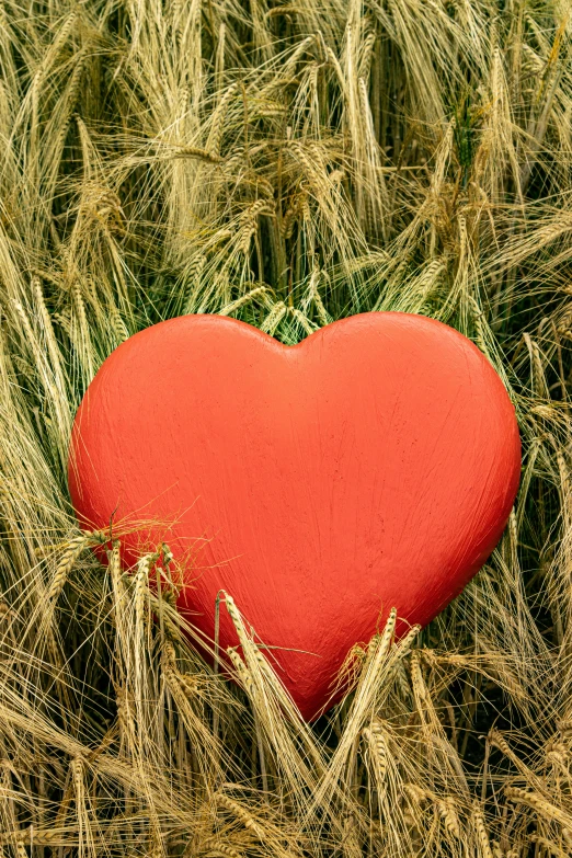 a heart is shown placed between two stalks of wheat