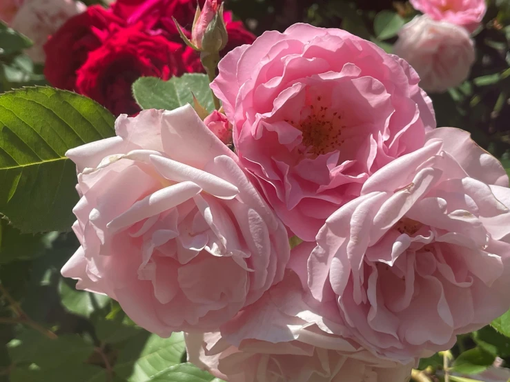 a close up view of pink flowers in the sunshine