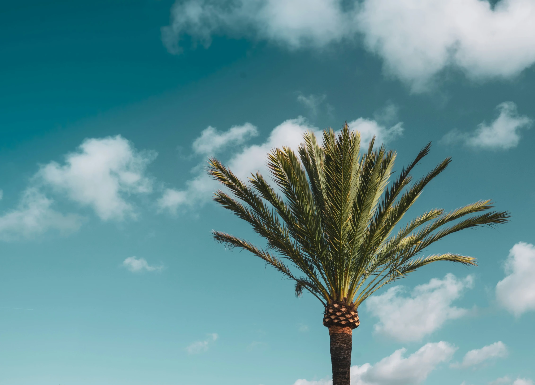 a tall palm tree standing next to a wall