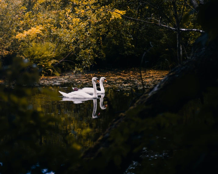 a swan is swimming in the water while eating