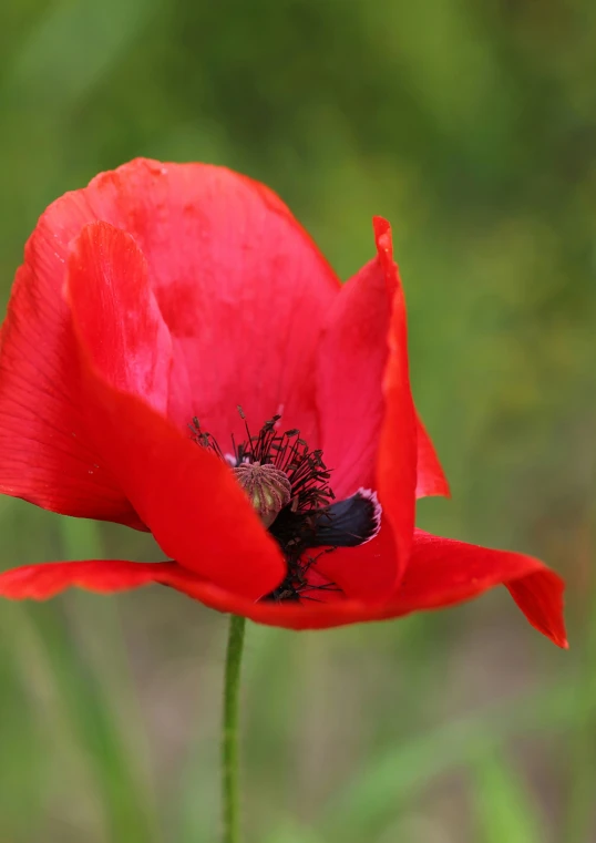 a red flower with green leaves in the background