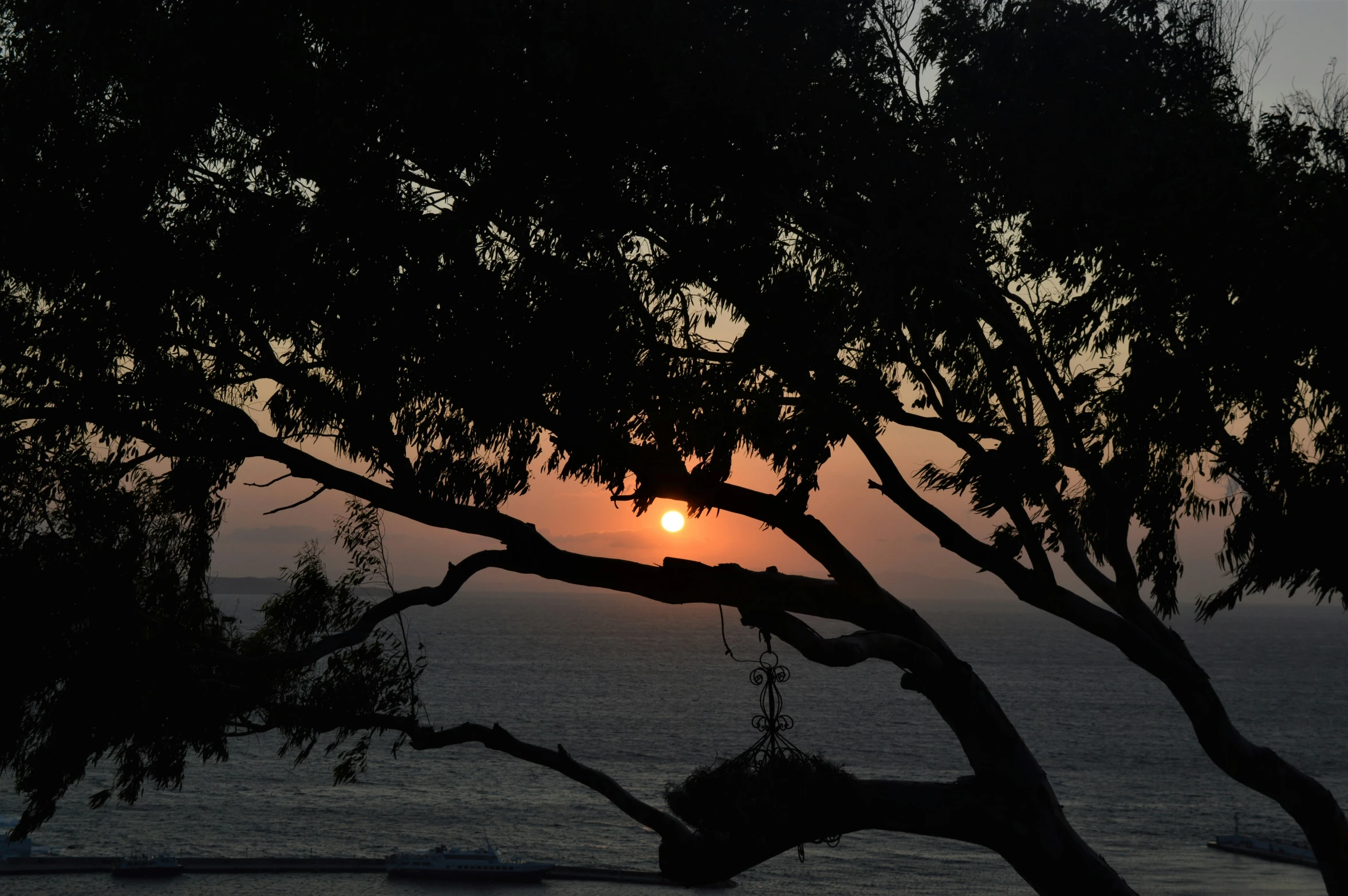 a beach sunset with trees blowing in front