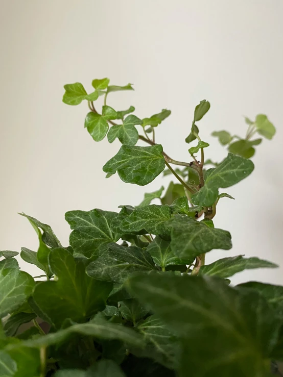 a plant with green leaves and large green leaves on top