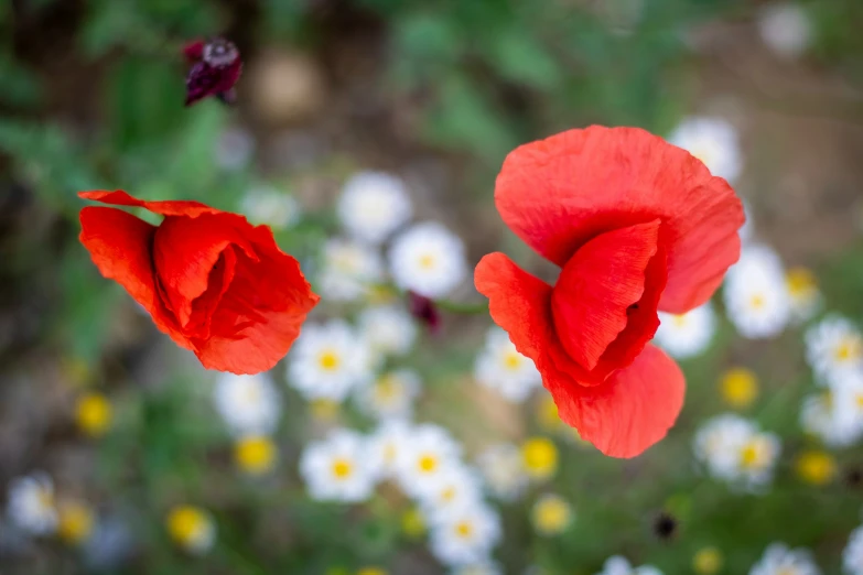 three red flower is in the foreground and there is other flowers