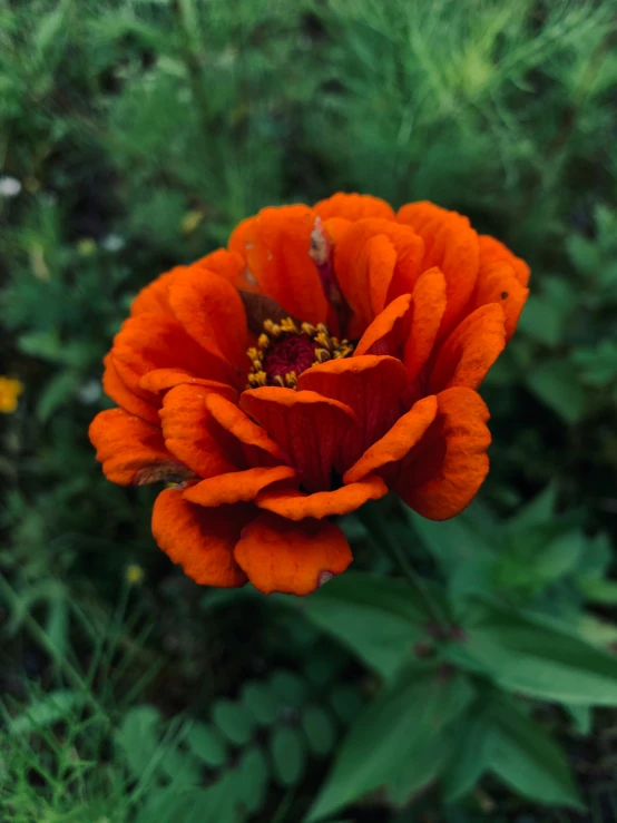 a close up of an orange flower near some tall grass