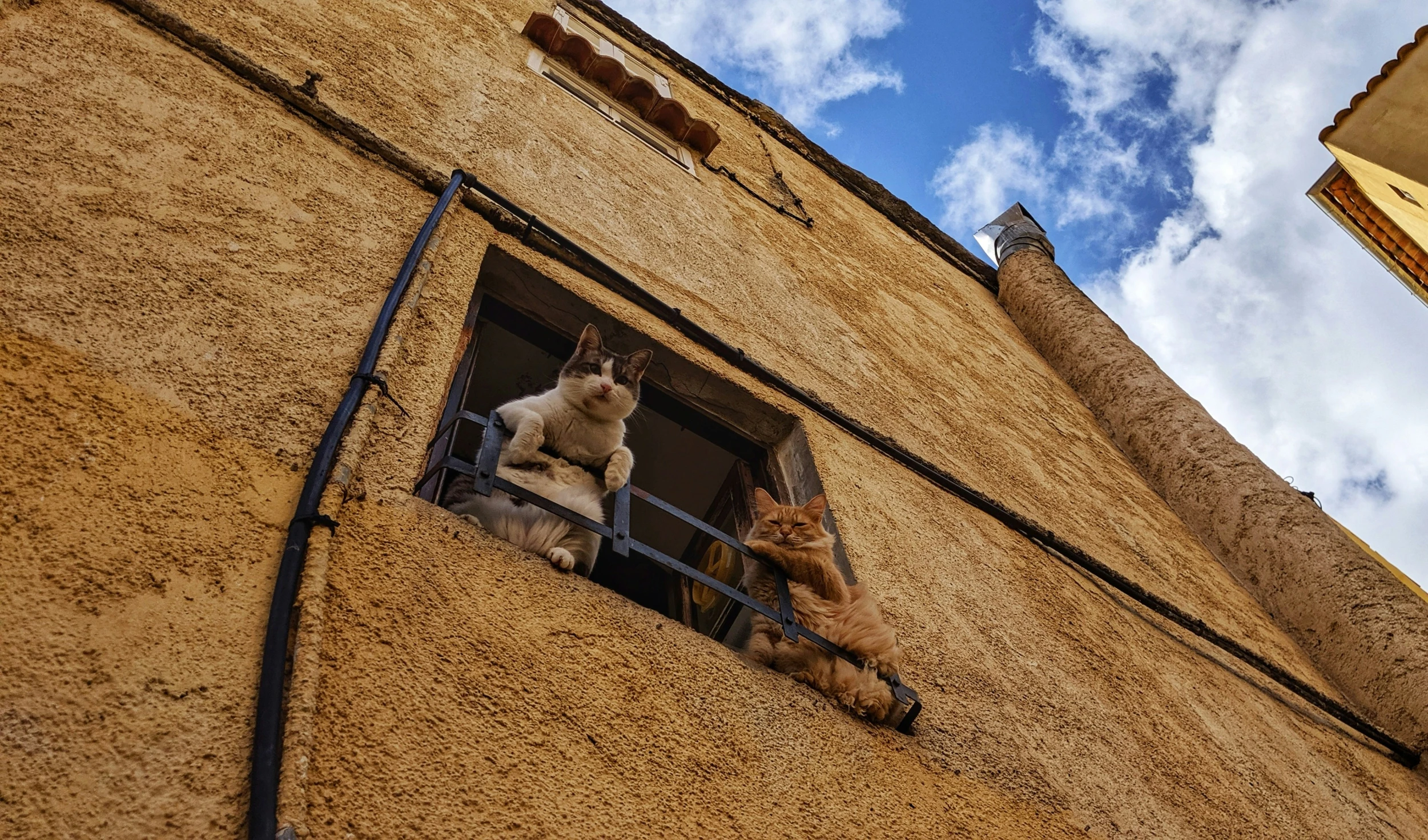 a cat sits on the ledge of a building as another watches