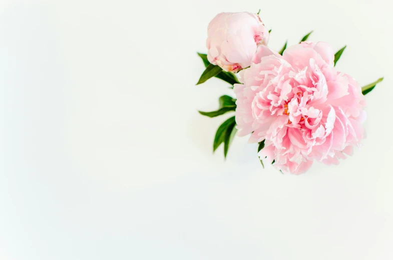 a pink flower laying on top of a white table