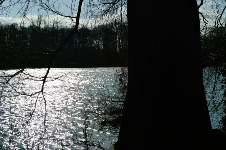 a tree is by the edge of a lake