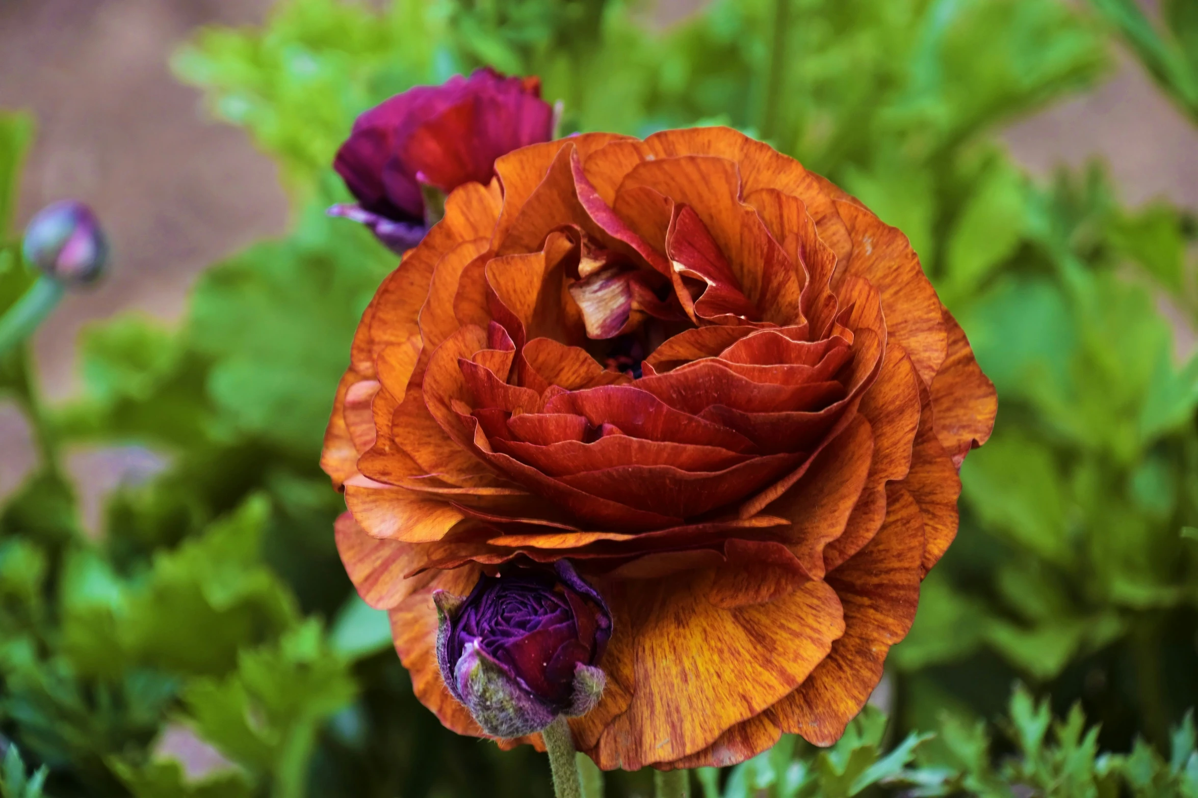 two large orange flowers growing in a garden