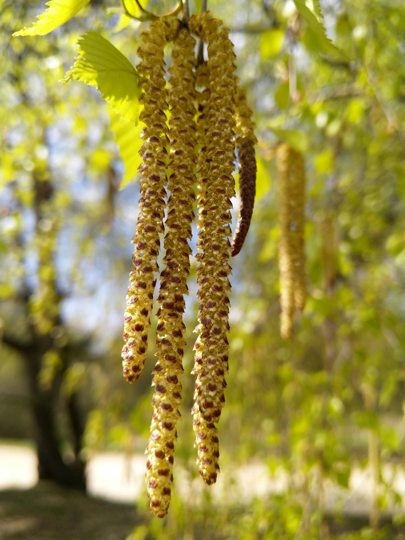 a close up of flowers hanging from a tree