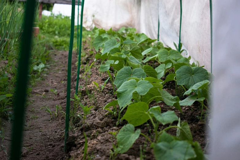 a green plant growing on top of soil