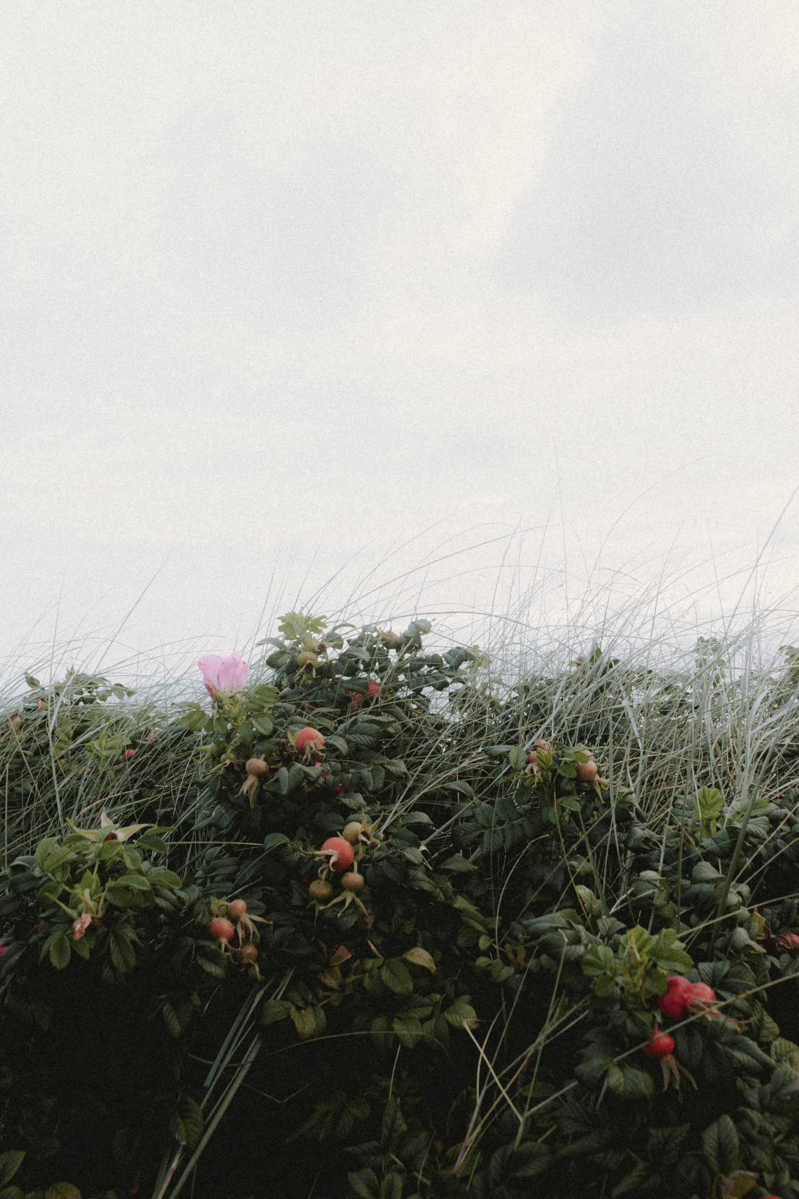 an image of a horse grazing near some trees