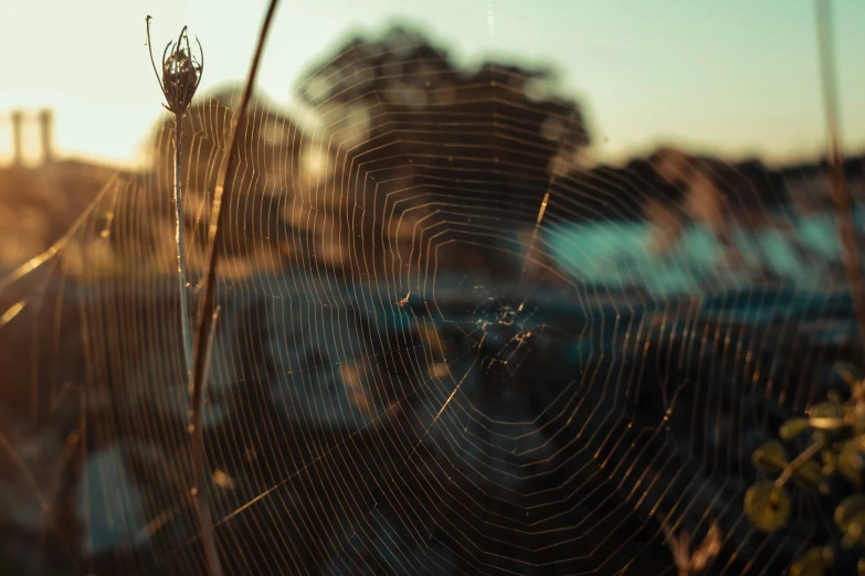 a spider web has been pographed in front of some trees