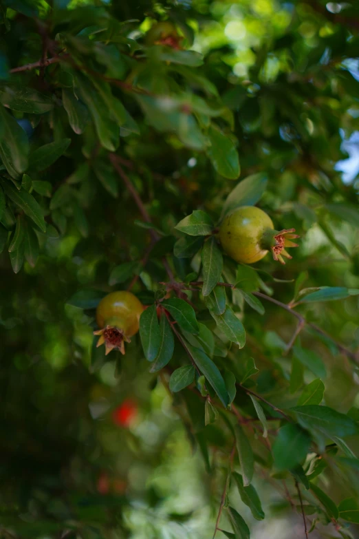 fruit growing on tree nches in the sunlight