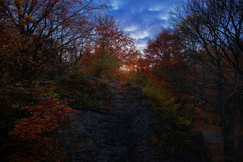 some red leaves trees clouds and orange leaves