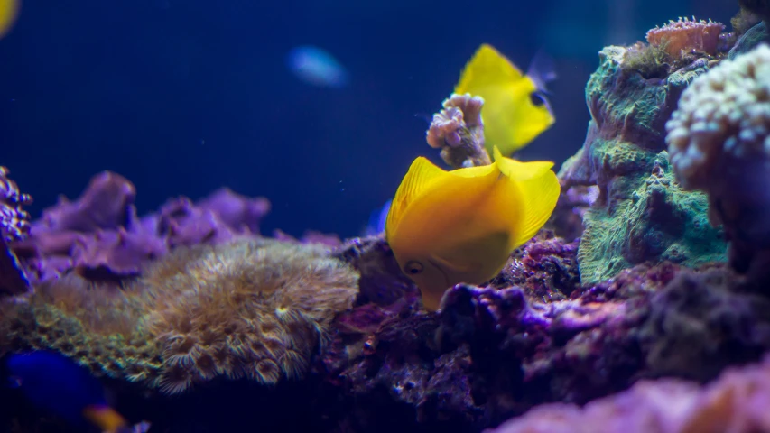 a colorful tropical fish sitting on top of coral