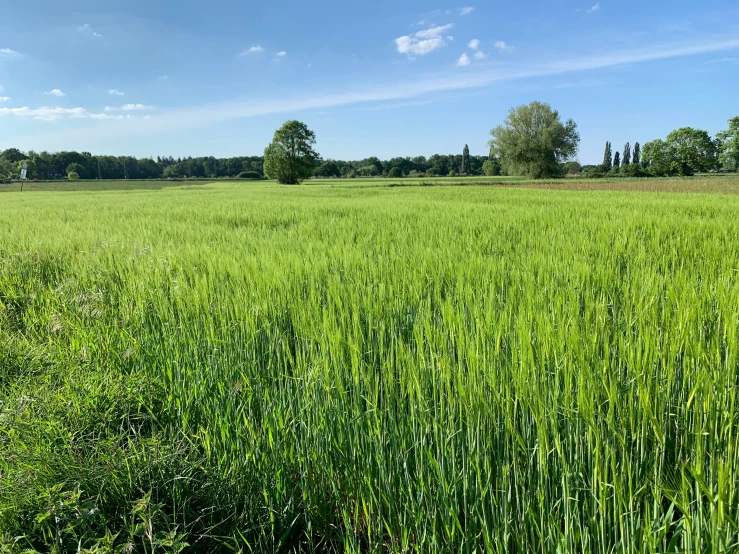 a green field full of tall grass with trees in the background