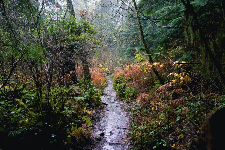 a walk way through the woods on a rainy day