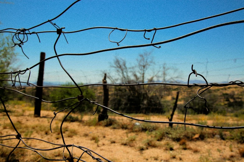 an up close s of a dry field