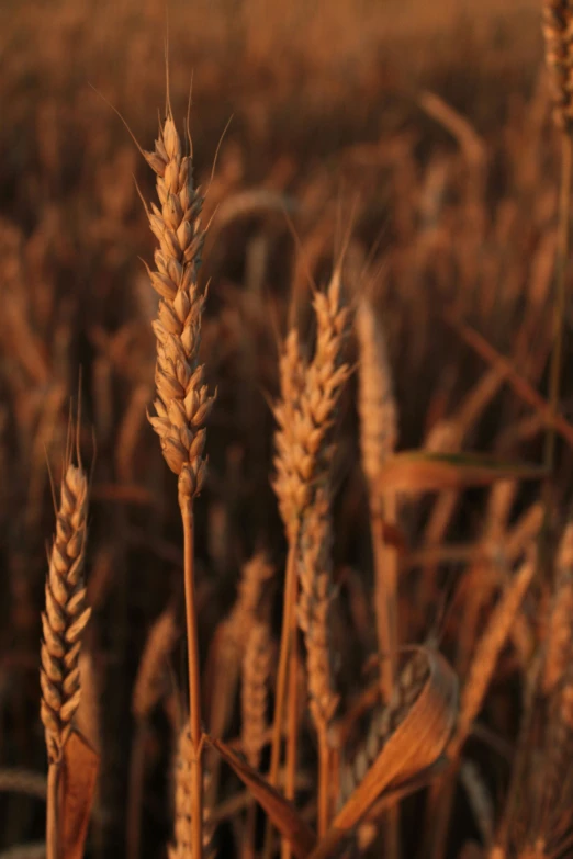 the stalks of wheat grow in a field