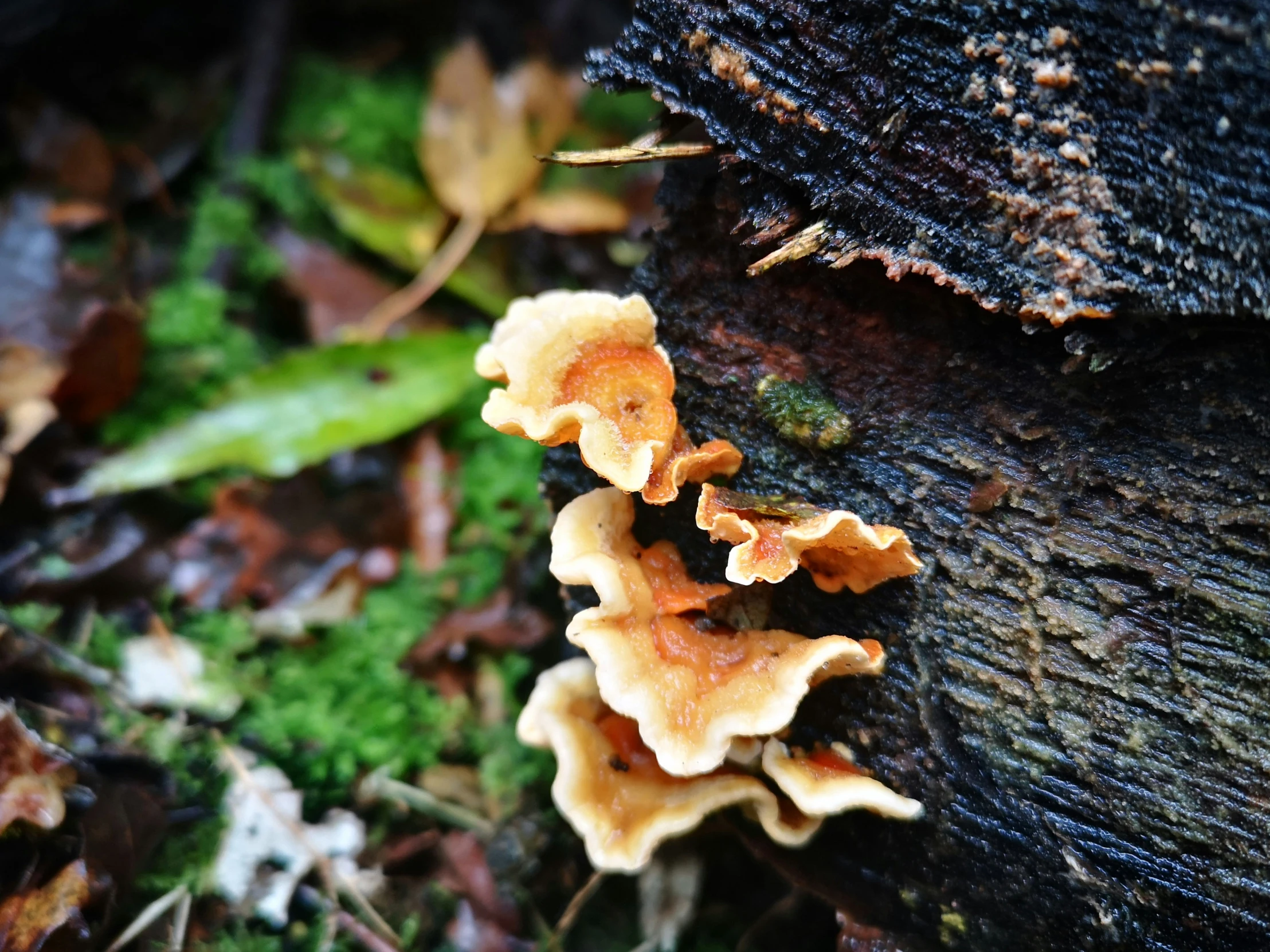 an orange mushrooms is growing on some wood