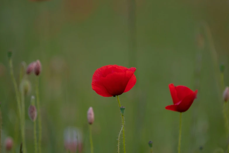 a couple of red flowers on a tall grass field