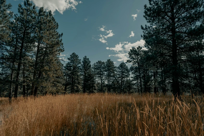 trees stand tall in the forest on a clear day