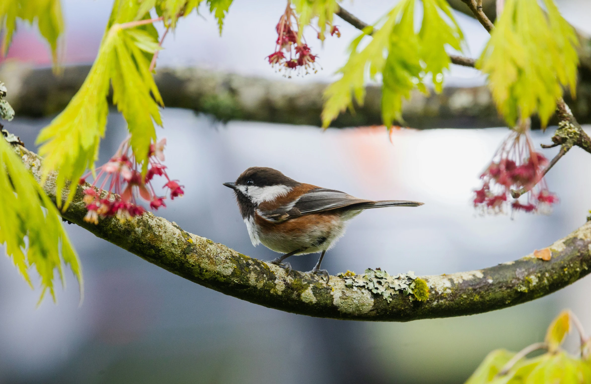 a bird perched on a tree nch by water